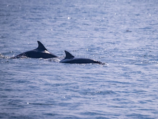 Dolphins glistening in the sunshine.