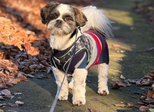 Finn, sent in by Karen Widdowson.