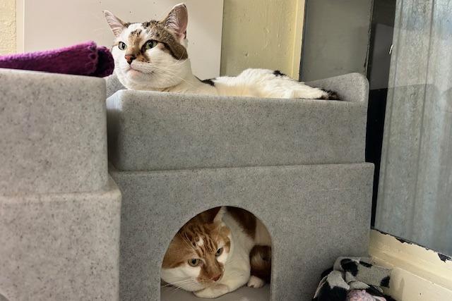 Kylo and Chip are 14-month-old domestic short haired who were sadly abandoned on the doorstep of the rescue centre one cold afternoon. They may be big chunky boys but they are just little sensitive souls who just need very kind, patient and understanding adopters who will take them into their family and love them forever. They will be rehomed together as they are so dependant on each other.