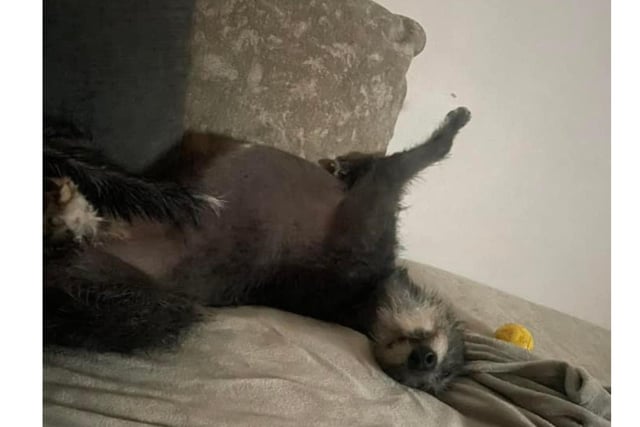 This doggie is snoozing in an unusual position.