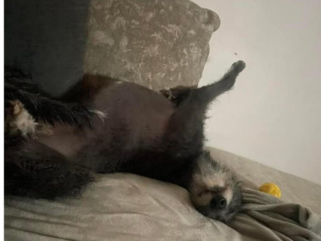 This doggie is snoozing in an unusual position.