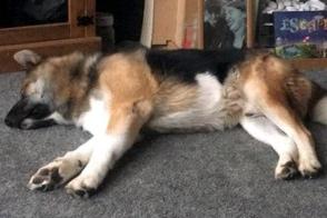 Marley is a six-year-old Akita cross who is needing a new home as he is sadly left for long periods due to a change in circumstances. He is friendly with people and has been amazing with the children he lives with. Marley would love someone who is at home for most of the day to give him the attention he needs. He is not always good with other dogs and would be best suited to somone who is used to the breed. Call Yorkshire Coast Dog Rescue on 075832 69614 or email ycdogrescue@btinternet.com for more information.