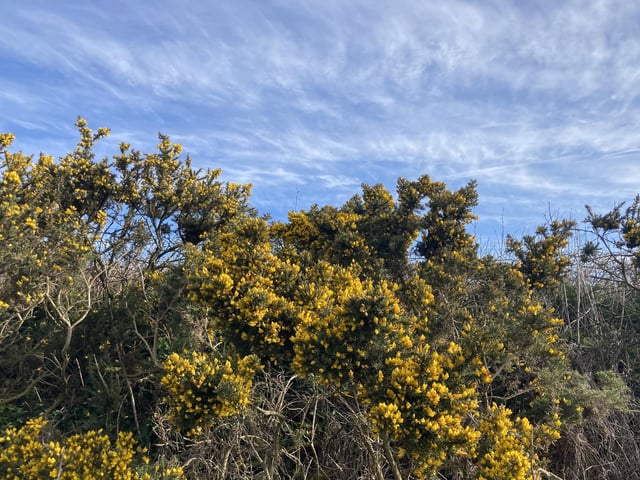The gorse scrub flowers is an important resource for the natural world, especially in early spring when only a few flowers have begun to bloom.