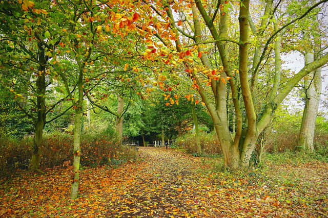 Autumn in Sewerby, by Aled Jones.