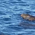 Last year, a holidaymaker in Filey filmed the moment she spotted two ‘crocodiles’ in the sea just off Yorkshire coast cliffs.