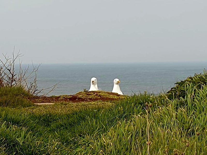What are you looking at? Gulls at Cowbar, Staithes
picture by Srah Duncan