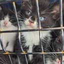 RSPCA highlights 74.6% rise in incidents across the East Riding amid three-year high.