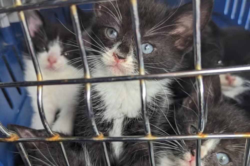 RSPCA highlights 74.6% rise in incidents across the East Riding amid three-year high.