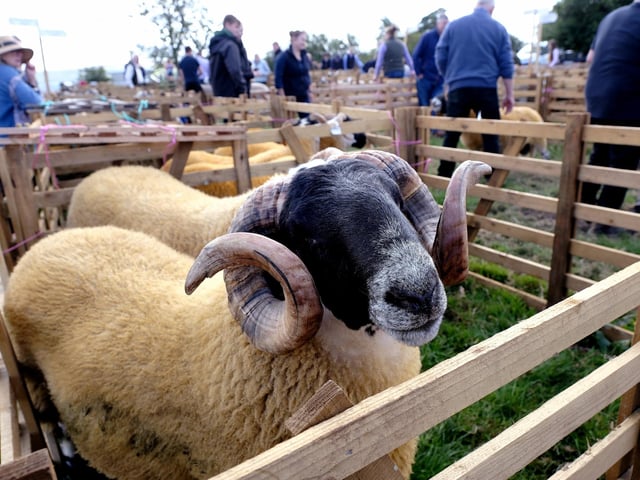 Sheep on show.