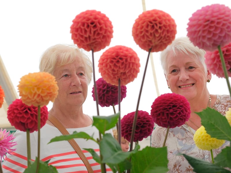 Enjoying the flowers at Danby Show.
picture: Richard Ponter