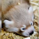 Flamingo Land, situated near Malton, has announced the news that their carnivore keepers have discovered a newborn red panda cub. (Pic: Flamingo Land)