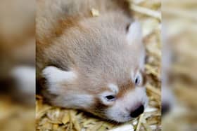 Flamingo Land, situated near Malton, has announced the news that their carnivore keepers have discovered a newborn red panda cub. (Pic: Flamingo Land)