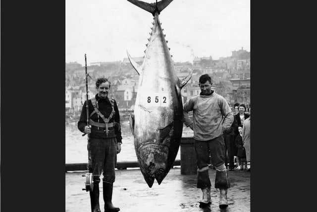 This is believed to be the heaviest Tunny caught to date, on 19th September 1949.