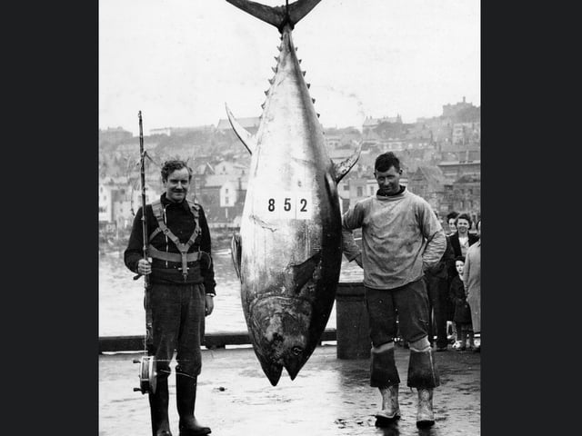This is believed to be the heaviest Tunny caught to date, on 19th September 1949.