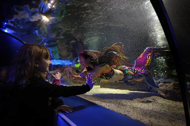 Mermaids thrill visitors at the Sea Life Centre...pic Richard Ponter