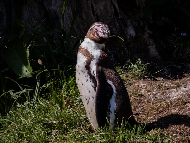 Pickle the penguin posing for a picture!