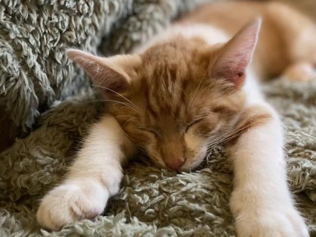 Arthur, looking cosy!