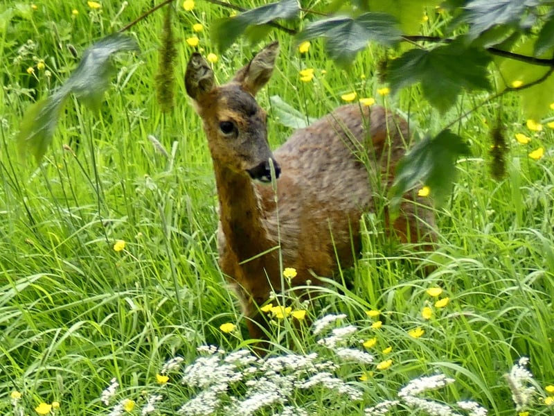 Deer off Weaponness Valley Road, by Brian Ralph.