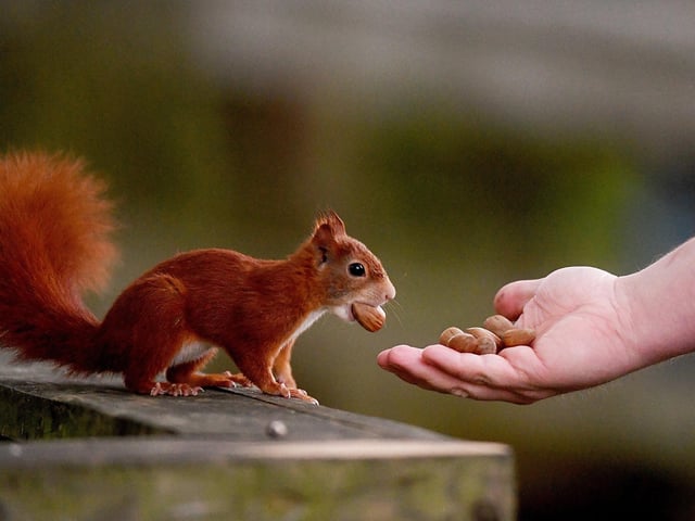 The Red Squirrel Enclosure costs approximately £5000 per year to maintain, covering expenses such as feeding the squirrels, veterinary fees and infrastructure maintenance and development. It is helped to keep running by donations from the public.