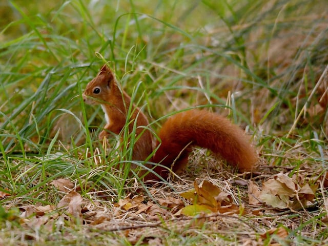 The squirrels living in this enclosure have come from participants in the British and Irish Association of Zoos and Aquariums (BIAZA) Red Squirrel Studbook network, which aims to ensure a genetically diverse population in captivity.