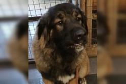 Bear is a one-year-old Caucasian Shepherd, which are highly regarded in their native countires of  Russia and Georgia as excellent flock guarding dogs. Bear needs a home with people who are experienced with large breed shepherd dogs. For more information, call Bob on 01947 810878.