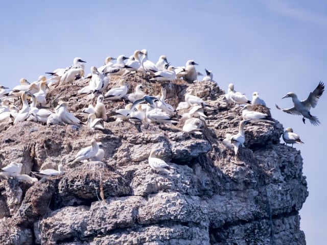 Hundreds and hundreds of birds make the cliffs in and around Bempton their home over summer.