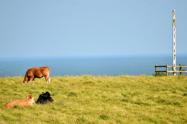 Cows enjoying the sunshine near Filey Country Park, by Heather Palmer.