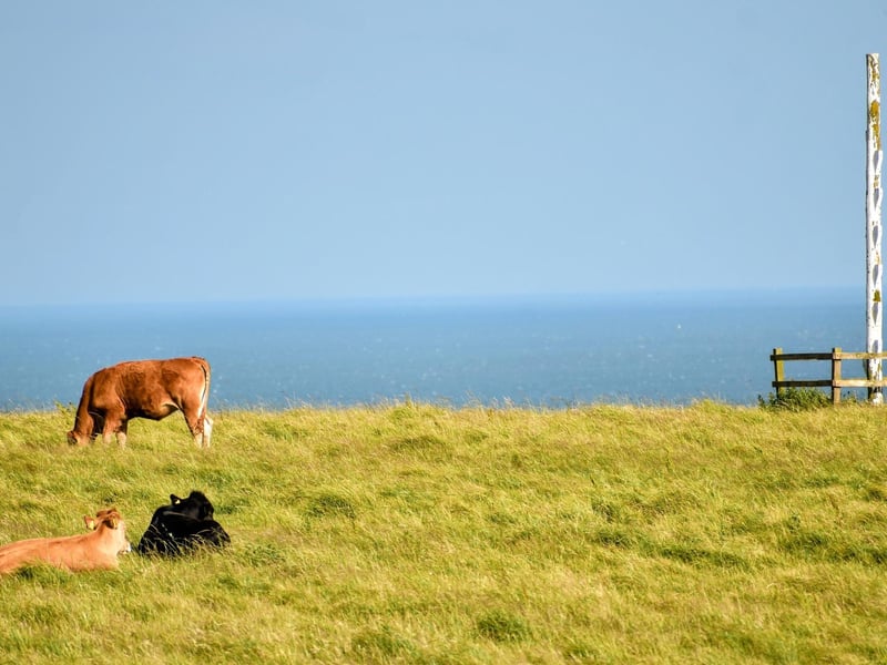 Cows enjoying the sunshine near Filey Country Park, by Heather Palmer.