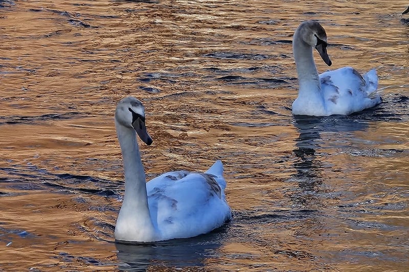 A pair of elegant swans near Bridlington.