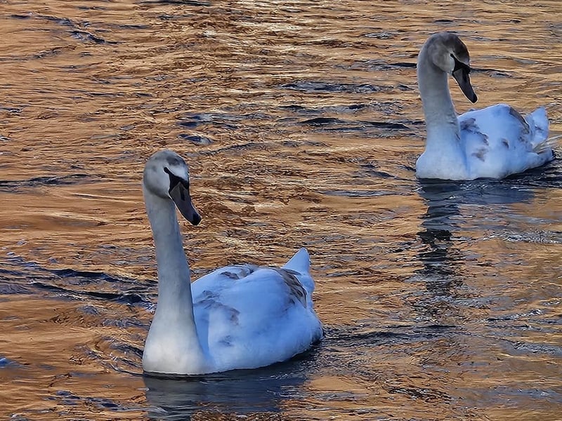 A pair of elegant swans near Bridlington.
