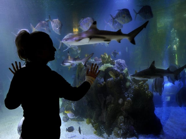 The Sea Life Centre is located on Scalby Mills Road, Scarborough. It is open every day between 9am and 5pm, with last entries at 3:50pm. There are more than 2500 creatures to observe and learn about at this attraction, with sharks, seals, penguins and more to capture your imagination. Highlights include the Seal Hospital, the awe-inspiring Ocean Tunnel and interactive rockpool areas.