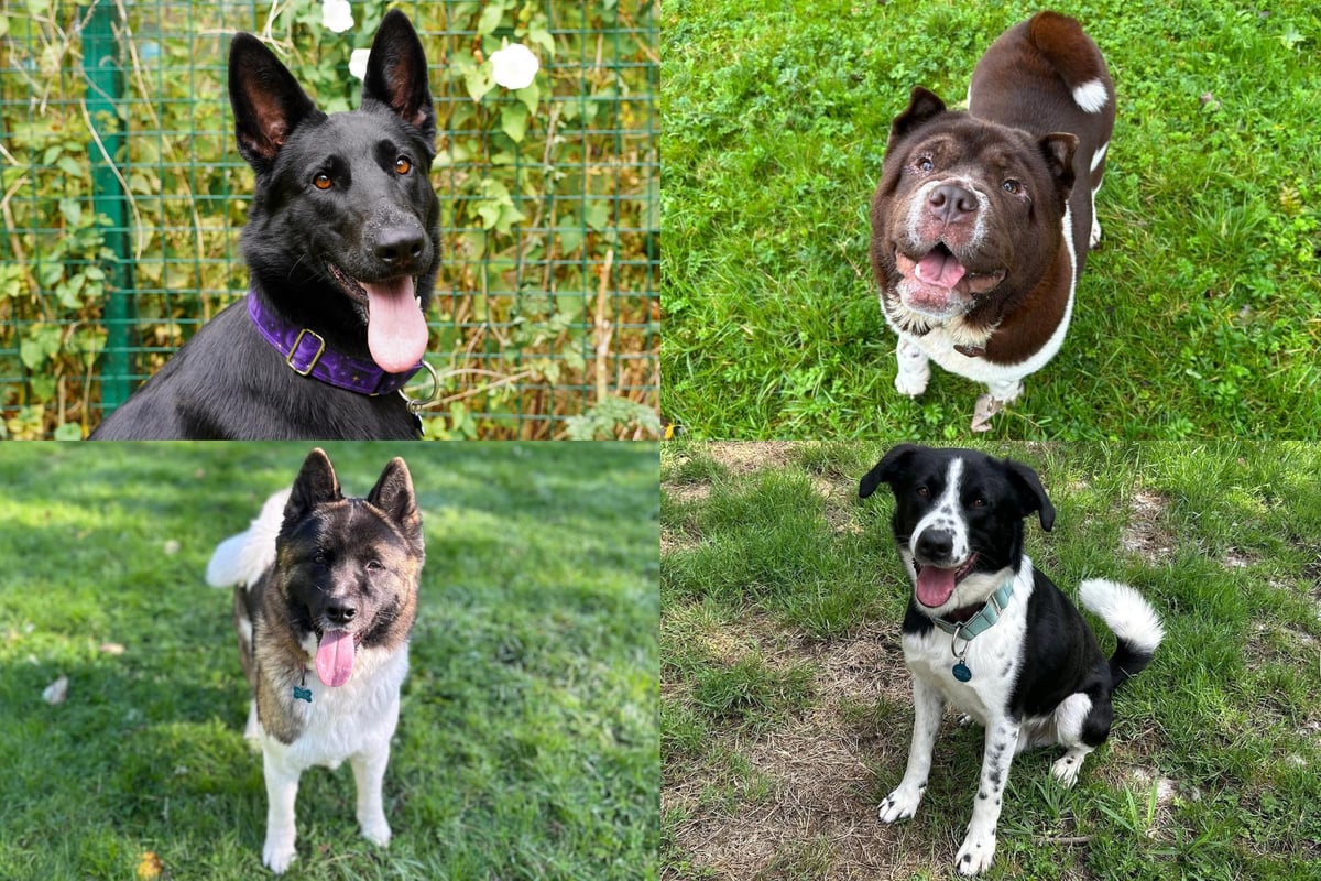 IN PICTURES: 12 adorable dogs available for adoption and looking for their forever home at the RSPCA York, Harrogate and District branch