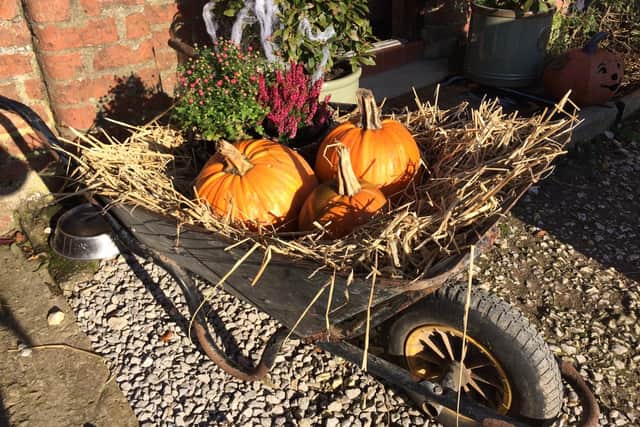 Award-winning glamping site Humble Bee Farm will be open to the public for its annual half term Pumpkin Patch and Halloween trail