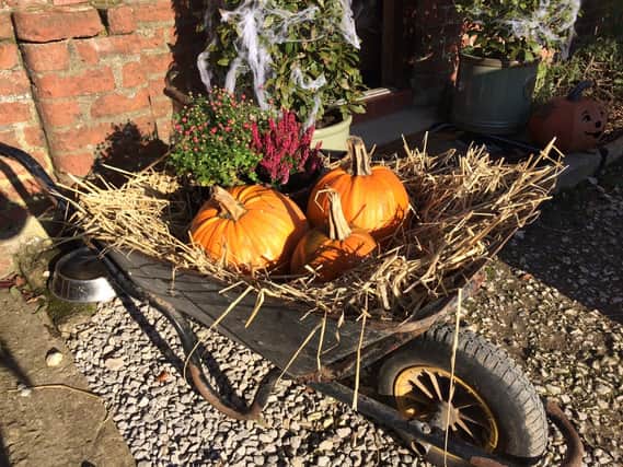 Award-winning glamping site Humble Bee Farm will be open to the public for its annual half term Pumpkin Patch and Halloween trail