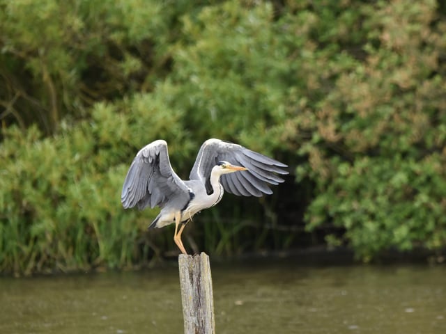 This stunning picture of a heron at Filey Dams Nature Reserve was taken by Heather Palmer.