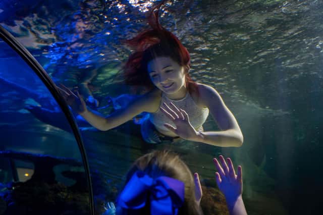 Following successful performances at SEA LIFE Scarborough this year, the magical mermaids will be re-joining the blacktip sharks in the attraction’s ocean tunnel this Friday and Saturday for a truly mer-mazing time!  (Pic: Michaela Simpson)