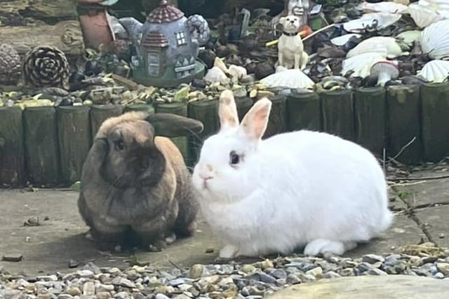 Here are the adorable Binky and Boop from Bridlington.