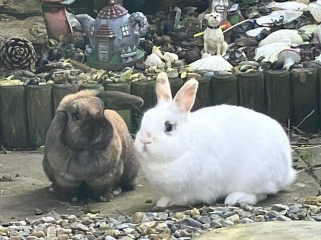 Here are the adorable Binky and Boop from Bridlington.