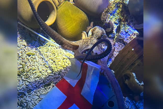 SEA LIFE Scarborough's football-loving octopus Beth Mead