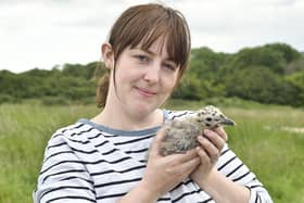 Founder of Whitby Wildlife Sanctuary, Alex Farmer, pictured here with a seagull chick.
picture: Richard Ponter