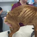 Staffie Coco was found emaciated with a body condition score of two out of nine.