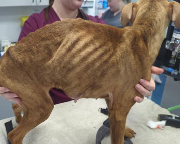 Staffie Coco was found emaciated with a body condition score of two out of nine.