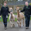 New alpacas at Sewerby Hall with assistant head zookeeper Melissa Tate and head zookeeper John Pickering.