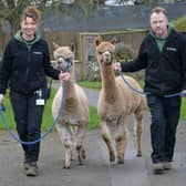 New alpacas at Sewerby Hall with assistant head zookeeper Melissa Tate and head zookeeper John Pickering.