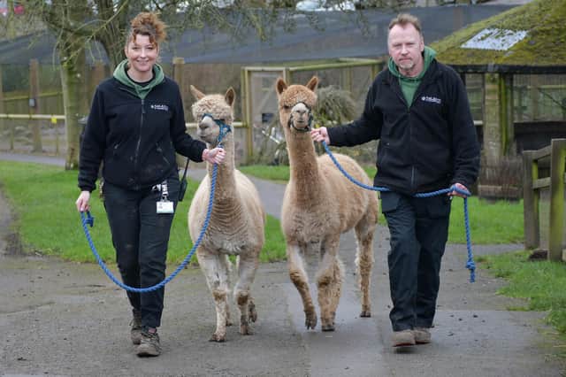 New alpacas at Sewerby Hall with assistant head zookeeper Melissa Tate and head zookeeper John Pickering.