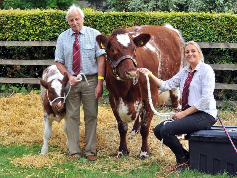 Thornton Le Dale show 2018; Rose Thompson with Oakleigh Honey a Beef Shorthron cow with her Dad Dick holding her calf Grinkle Explorer Honey Countryweek.