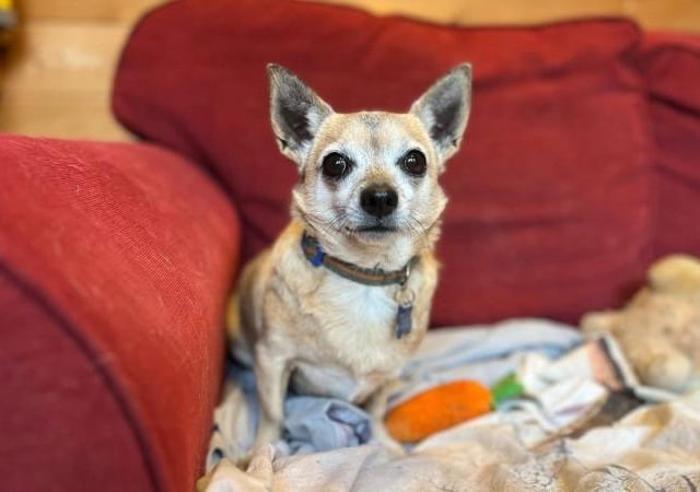 Molly is a nine-year-old Chihuahua who is a lovely little lady that came to the centre after her devoted owner passed away. She is a super little dog who walks very well on the lead, loves being out and about having gentle strolls, and loves a fuss and a cuddle. Molly would love an adopter who will share the sofa with her and give her lots of cuddles. Molly is a great little dog who will make a wonderful addition to family. She will suit a family who are looking for a nice quiet dog who loves lots fuss and attention.