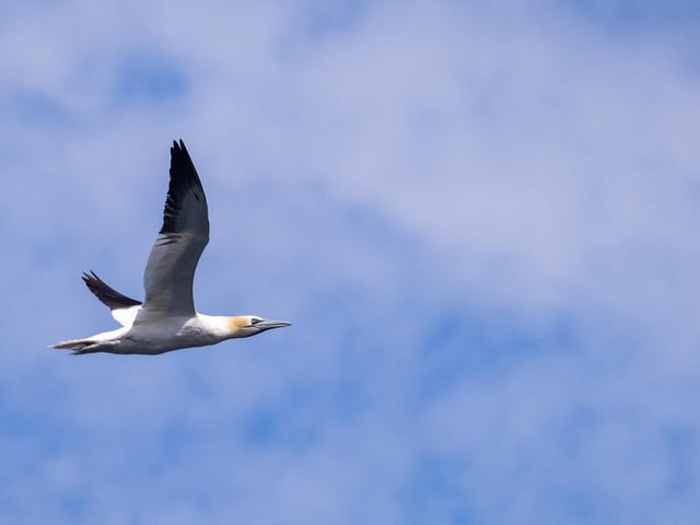 Flying high with a beautiful blue sky.