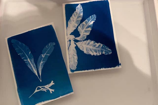 Cyanotypes