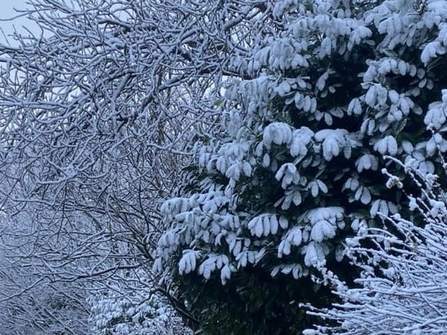 Snowy treetops and branches.